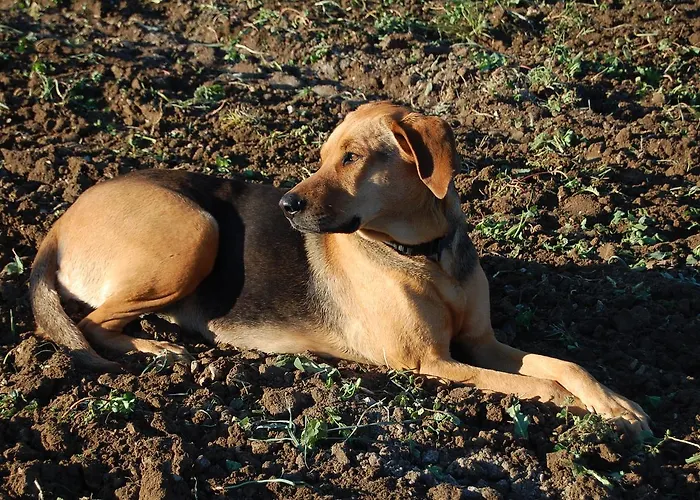 Le Jas De Péguier Couette-café
