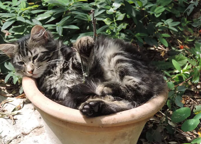 Le Jas De Péguier 4*